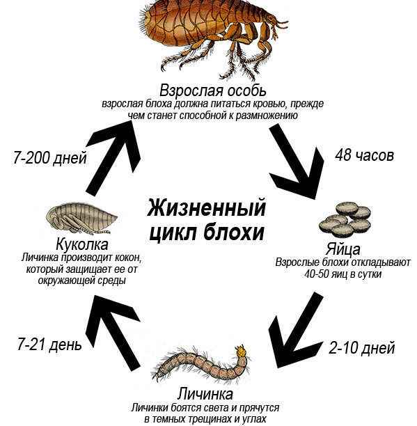 На фото описан жизненный цикл блох